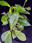 Hoya Obscura