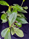 Hoya Obscura