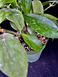 Hoya Obscura