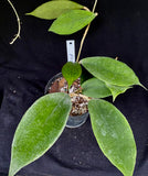 Hoya Finlaysonii