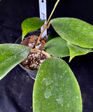 Hoya Finlaysonii