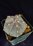 Astrophytum COA X AS