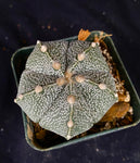 Astrophytum COA X AS