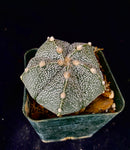 Astrophytum COA X AS