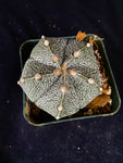 Astrophytum COA X AS