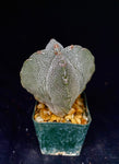 Astrophytum myriostigma cv. Onzuka