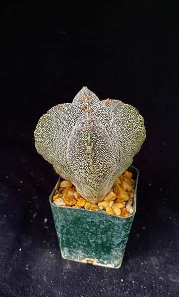 Astrophytum myriostigma cv. Onzuka 4 rib – Astrocarpus.com