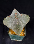 Astrophytum myriostigma cv. Onzuka