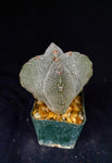 Astrophytum myriostigma cv. Onzuka