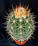Melocactus panamensis XL