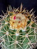 Melocactus panamensis XL