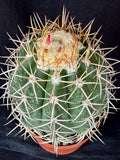 Melocactus panamensis XL