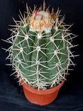 Melocactus panamensis XL