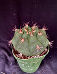 Gymnocalycium pflanzii