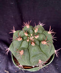 Gymnocalycium pflanzii