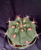 Gymnocalycium pflanzii