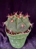 Gymnocalycium pflanzii