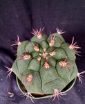 Gymnocalycium pflanzii