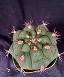 Gymnocalycium pflanzii