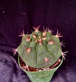 Gymnocalycium pflanzii