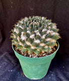 Mammillaria bucareliensis