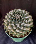 Mammillaria bucareliensis