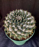 Mammillaria bucareliensis