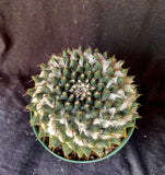 Mammillaria bucareliensis