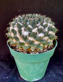 Mammillaria bucareliensis