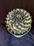 Mammillaria bucareliensis