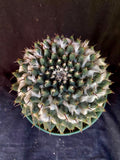 Mammillaria bucareliensis