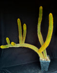 Winterocereus aureispinus