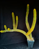 Winterocereus aureispinus