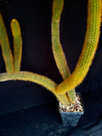 Winterocereus aureispinus