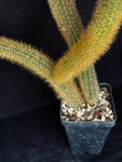 Winterocereus aureispinus