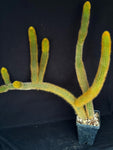 Winterocereus aureispinus