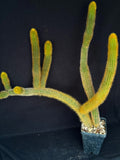 Winterocereus aureispinus
