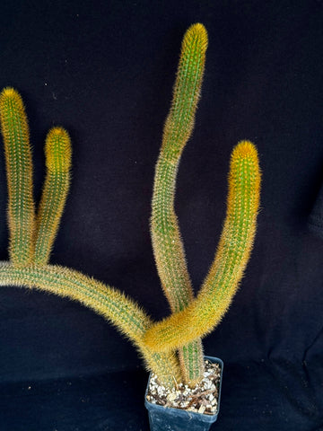 Winterocereus aureispinus