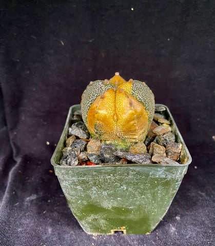 Astrophytum COA X AS f. variegata