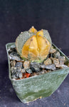 Astrophytum COA X AS f. variegata