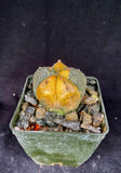 Astrophytum COA X AS f. variegata