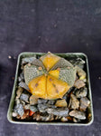 Astrophytum COA X AS f. variegata