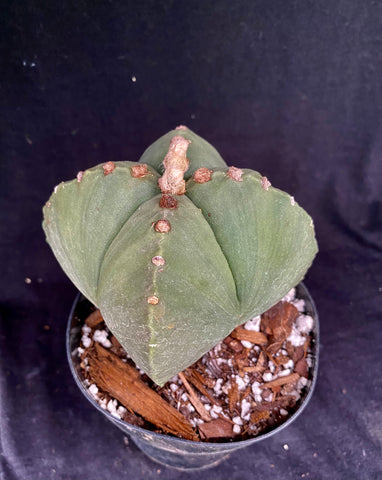 Astrophytum myriostigma v quadricostatum f. nudum