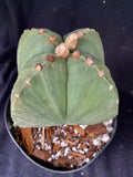 Astrophytum myriostigma v quadricostatum f. nudum