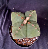 Astrophytum myriostigma v quadricostatum f. nudum