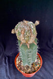 Astrophytum myriostigma cv. Onzuka Dragon Hekiran