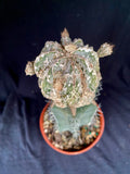 Astrophytum myriostigma cv. Onzuka Dragon Hekiran