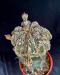 Astrophytum myriostigma cv. Onzuka Dragon Hekiran