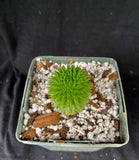 Euphorbia Suzannae