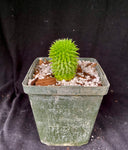 Euphorbia Suzannae